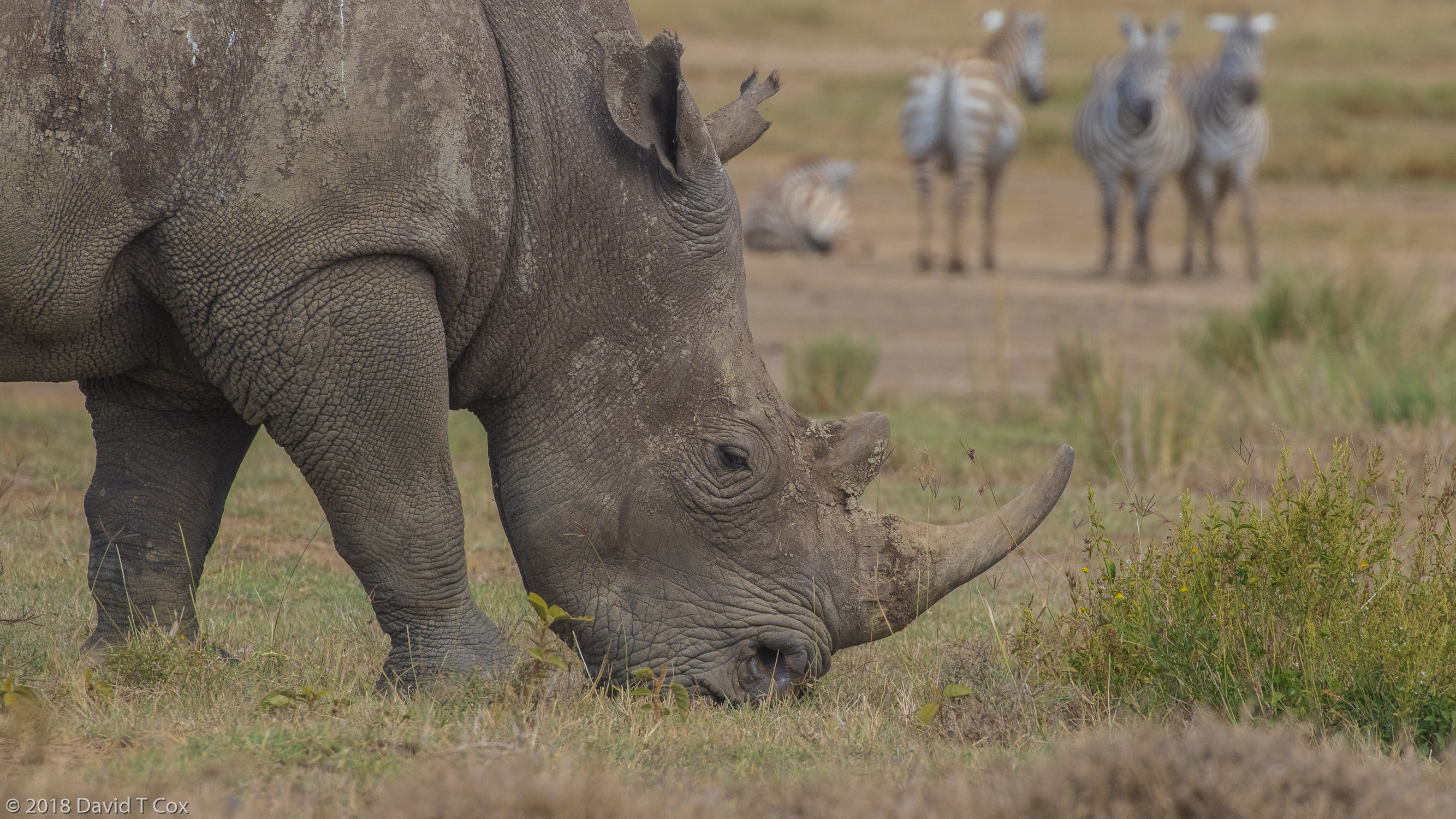 White Rhinos at Lake Nakuru